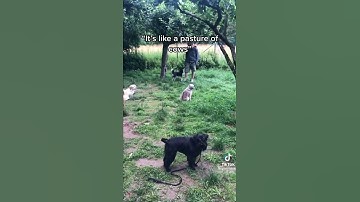 Thumbnail of A dog park for introverted dogs. The best thing on the internet today.