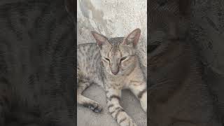 cat sound #cat #kitten #animal #shortvideo