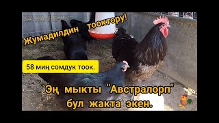 ЖАҢЫ ХИТ ТООК "АВСТРАЛОРП". кенен маалымат.