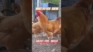What do you know about the Buff Orpington? #chicken #farming #farmlife