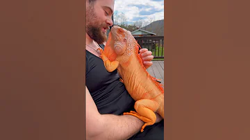 Soulmates 🧡 #lizard #reptile #dragon #orange #iguana #pet