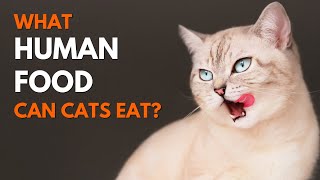 What Human Food can Cats eat?