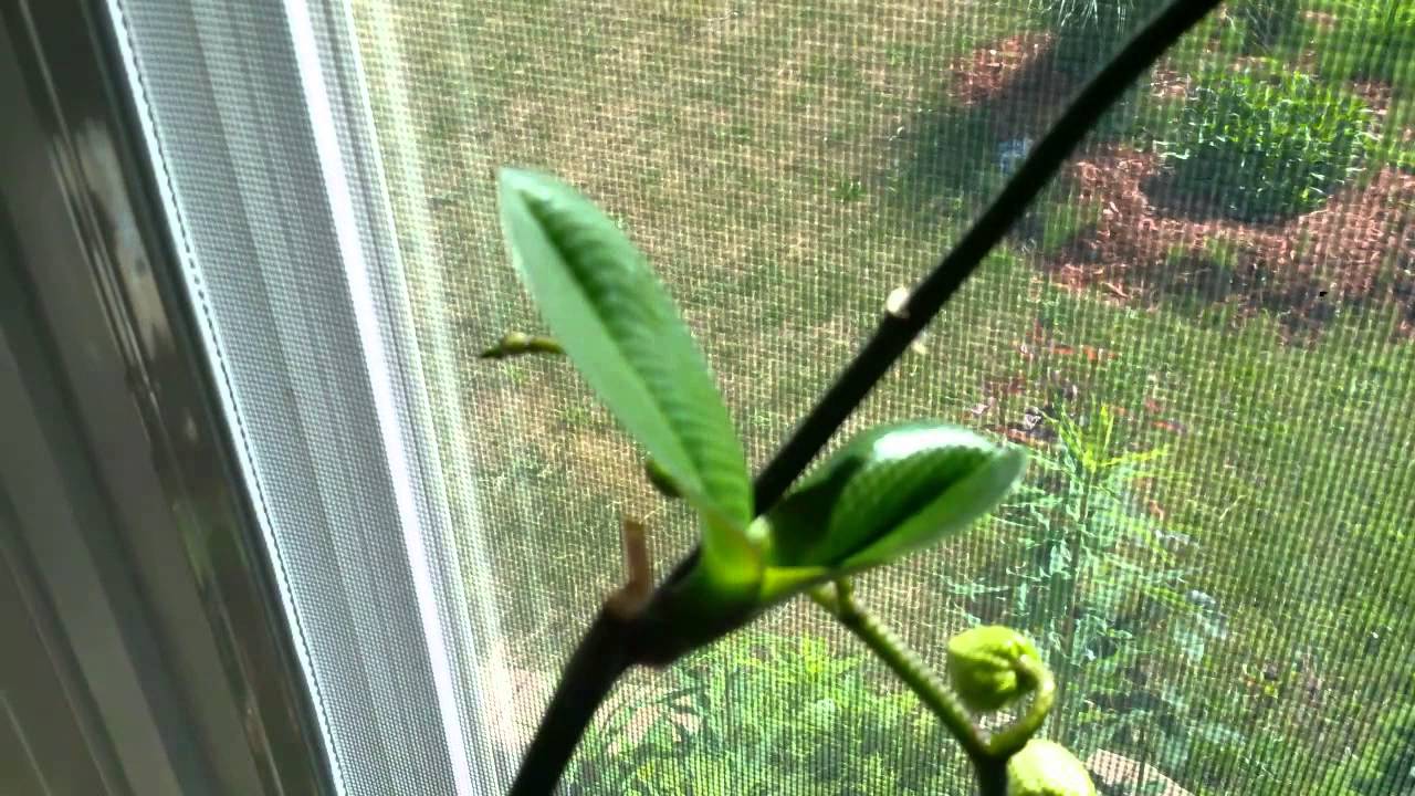 Orchid Leaf Flower and Keiki
