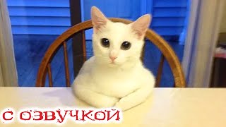 Приколы С Котами! Смешные Коты С Озвучкой! Самые Смешные Животные!