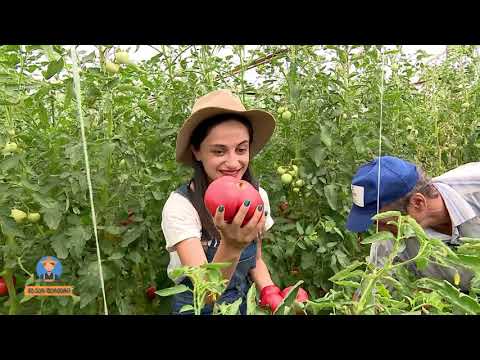 ვიდეო: მიხაკის ჯიშები: აღწერა, ფოტო, თესლიდან მოყვანა