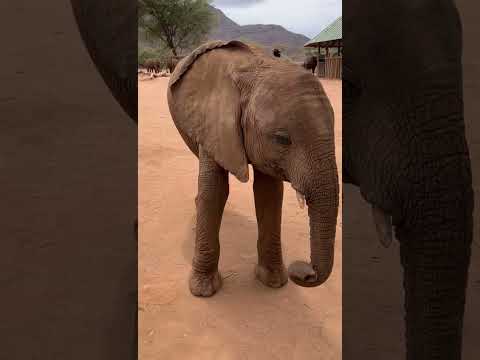Video: Riddle's Sanctuary i afrički slonovi u Arkanzasu