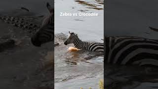 Zebra fighting with Crocodile #zebra #crocodile #reel #wildlife #safari #shorts #shortsmitmarietta