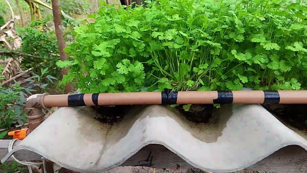 Não monte um sistema hidropônico antes de sabe disso!