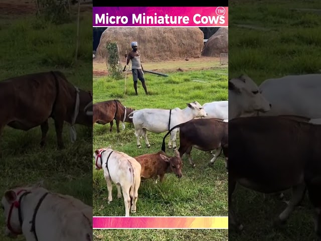Miniature cows  #india #cow #animals #reels #miniaturecow #farming #tiktok #funny #smallcow #minicow