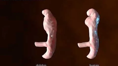 Dolphin vs Human embryos