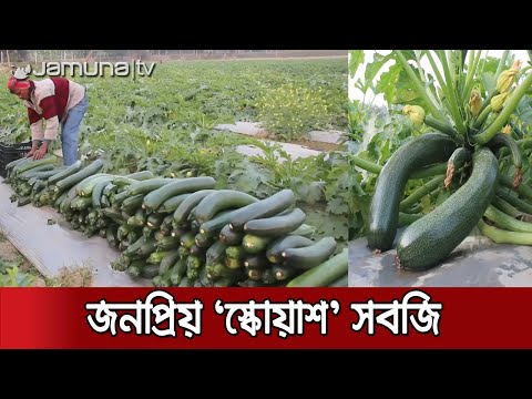 ভিডিও: যারা সবজি চাষ করেন: পেশা। কি পেশা সবজি চাষ