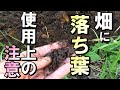 【自然農】　2022年6月22日　間違えると育たない！畑に落ち葉　使用上の注意【natural farming】