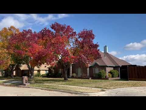 Vídeo: Zone 4 Tree Selections - Quais são as melhores árvores de paisagem da Zona 4