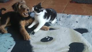 Airedale terrier puppy and the cat