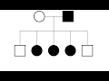 Mastering X-Linked Pedigrees in Genetics