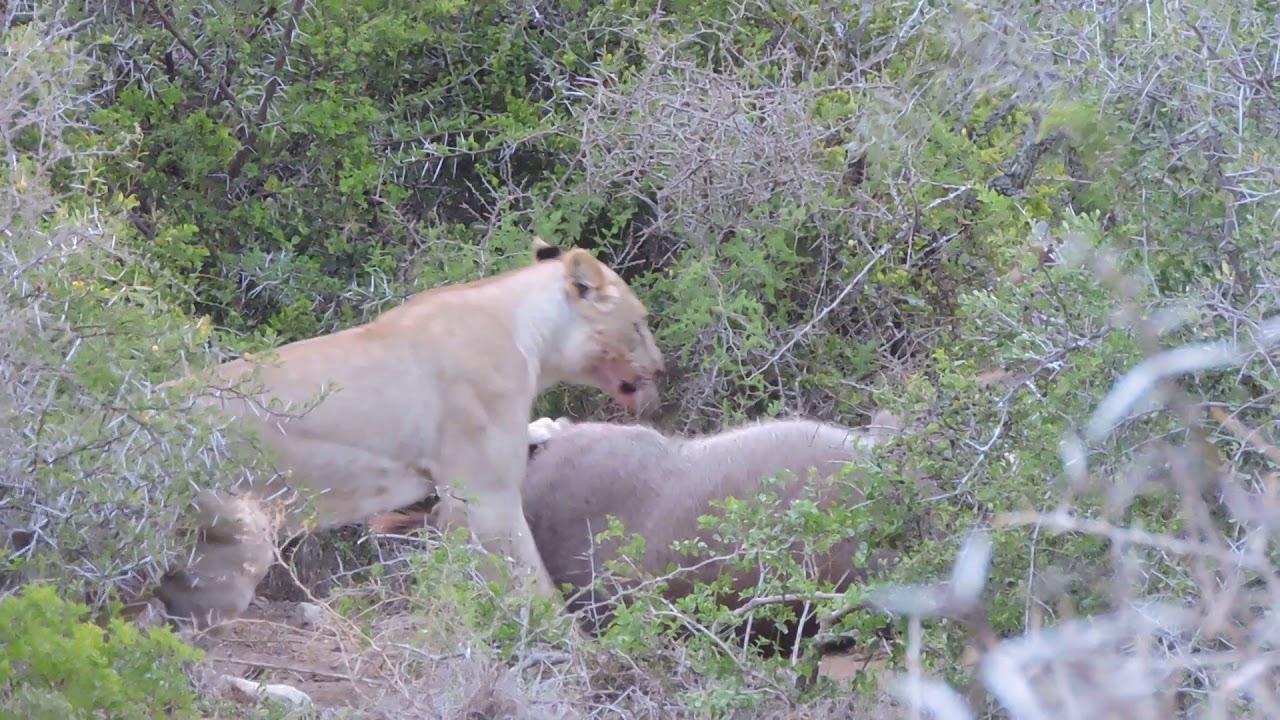 Lions eat Waterbuck ALIVE! YouTube