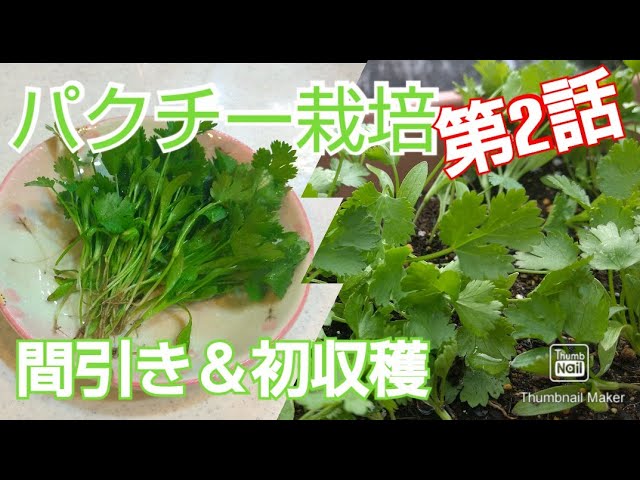 プランターでパクチー コリアンダー栽培 第2話 芽が出たよ 初収穫という名のちょっと間引き 令和３年６月３日 Youtube