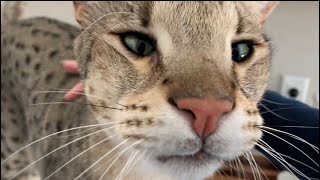 Big Meows From Big Savannah Cat Kumba! Big Cat Meowing! #cute #cat #meow