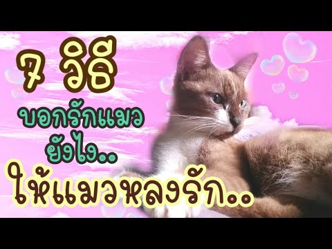 7 วิธี บอกรักแมว..ยังไง..ให้แมวหลงรักเรา | Catstory |