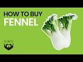 How to Buy Fennel