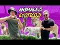 LOS ANIMALES MAS EXOTICOS DE MEXICO 🐯