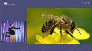 Conférence de Mathieu Lihoreau : À quoi pensent les abeilles ?