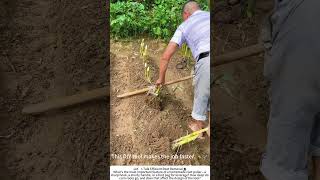 Pulling Corn Roots with a Homemade Tool – Clearing the Field the Smart Way 🌽🔧
