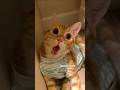 Happy New Week вќ пёЏ Apt Aptcats Cats Shorts Cutecat Ai Aicat Happy New Week вќ пёЏ Apt Aptcats Cats Shorts Cutecat Ai Aicat