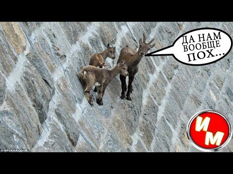 Видео: Разница между горными козами и горными баранами