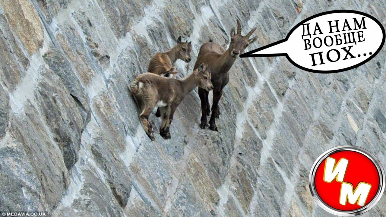 Дикие козы рассыпавшись по откосу. Горные козлы на дамбе. Коза на скале. Горные козлы на скалах.