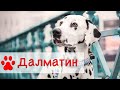 Далматин ( Далматинец ) | Все о породе