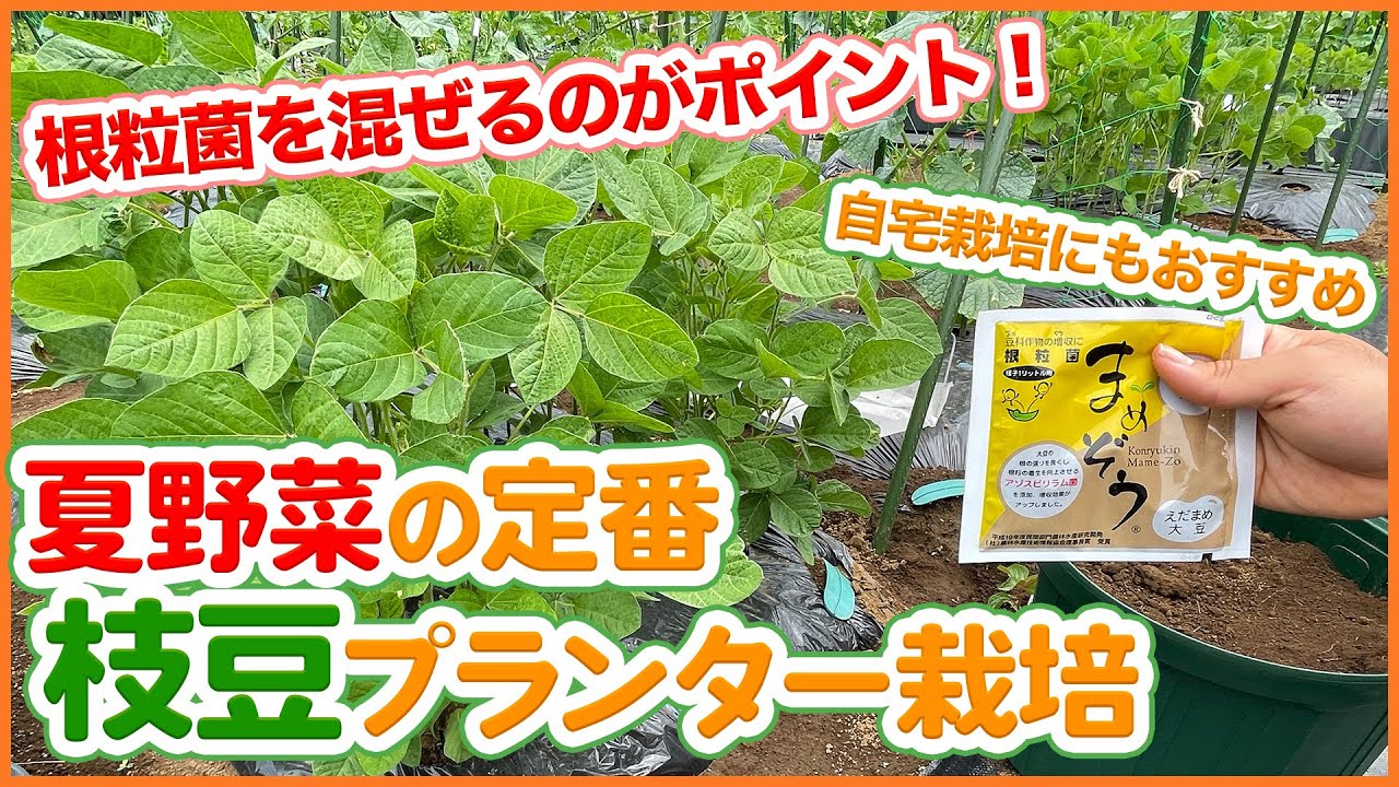 エダマメ栽培６月からスタート 大成功の秘訣ポイント解説 品種選び 水やりのタイミング 害虫対策が重要 防虫ネットについても解説 支柱 プランター 栽培 カメムシ Youtube