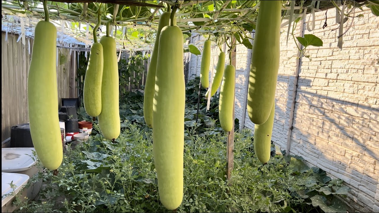 আমেরিকায়😮 টাটকা সবজির বাগান| Cooking Tips | Healthy Fresh Vegetables |