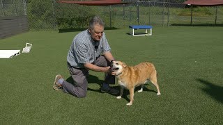 PAUL'S PETS: "Mia" the dog up for adoption at the Humane Educational Society in Chattanooga