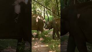 Unexpected Elephant Stampede Caught On Camera