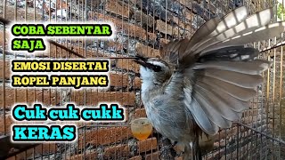 trucukan gacor Cuk Cuk Cuk.. lanjut ROPEL PANJANG UNTUK pancingan Trucuk malas agar RAJIN BUNYI LAGI