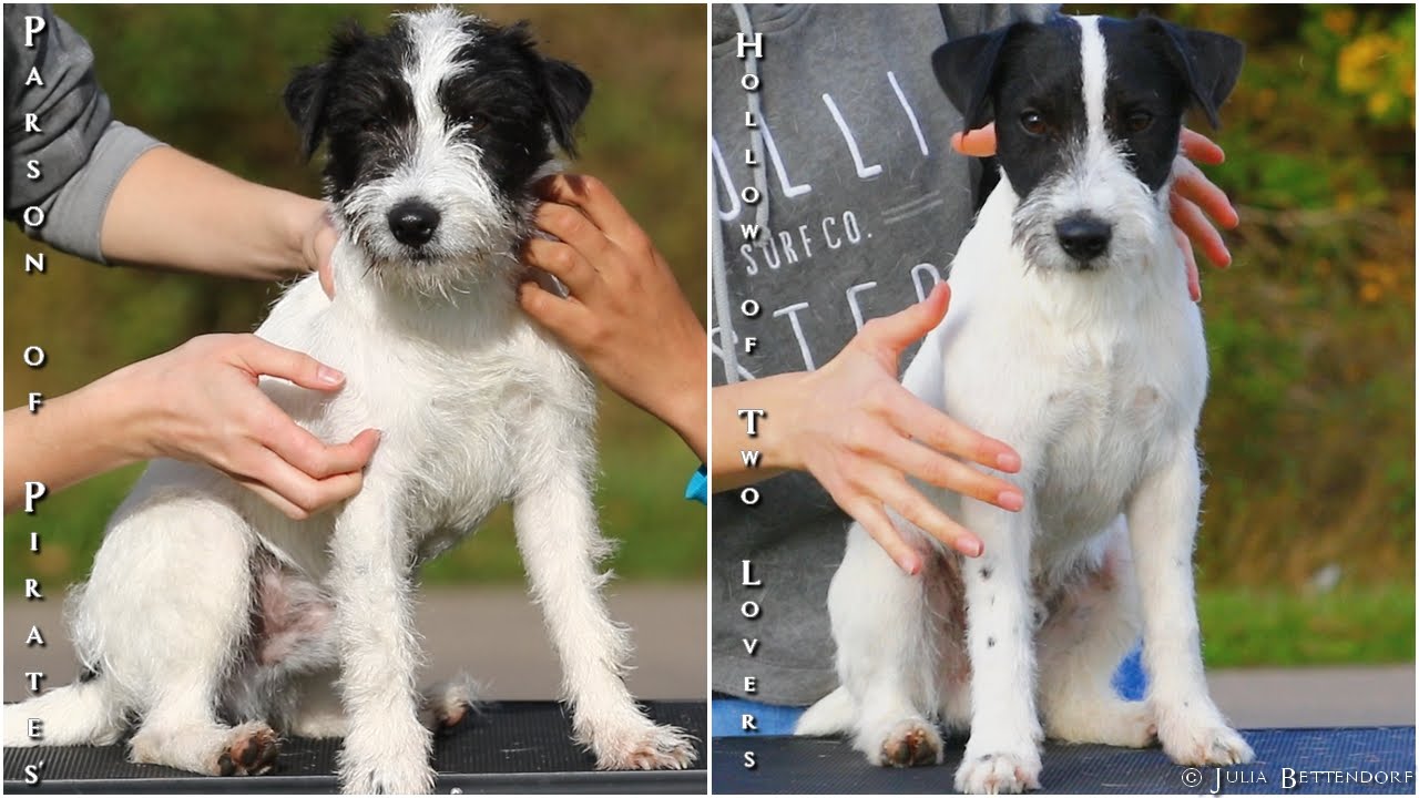 rough coated Russell Terrier Puppy 