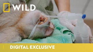Saving A Baby Monkey During A Tough Birth | Secrets Of The Zoo | National Geographic WILD UK