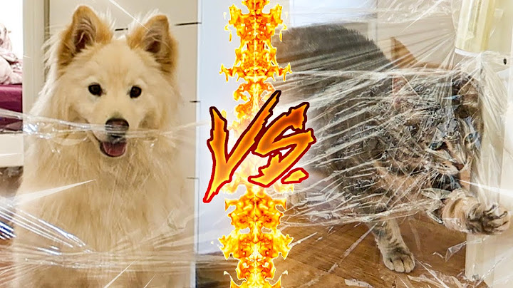 CHIEN VS CHAT ! (Qui est le plus intelligent ?!)