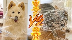 CHIEN VS CHAT ! (Qui est le plus intelligent ?!)