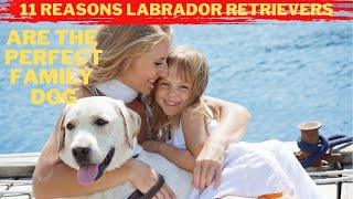 Labrador Retrievers: The Ultimate Family Dog! 11 Reasons Why They're Top Of The Pack! by Adventurezoo No views 1 month ago 4 minutes, 16 seconds