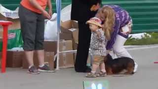 Всероссийская выставка собак "Огни Вычегды 2014" 02.08.2014г. г.Сыктывкар. Конкурс собака и ребенок. Всероссийская выставка собак "Огни Вычегды 2014" 02.08.2014г. г.Сыктывкар. Конкурс собака и ребенок.