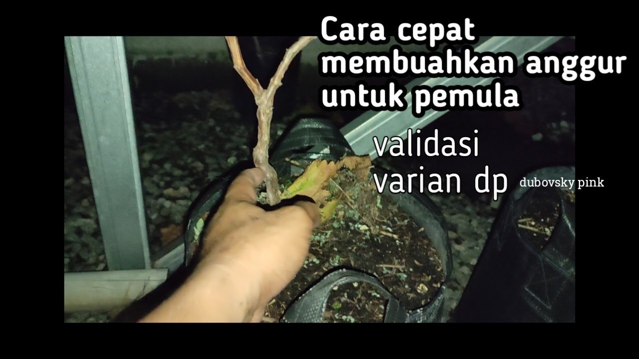 Cara cepat membuahkan anggur varian dubovsky pink (validasi)