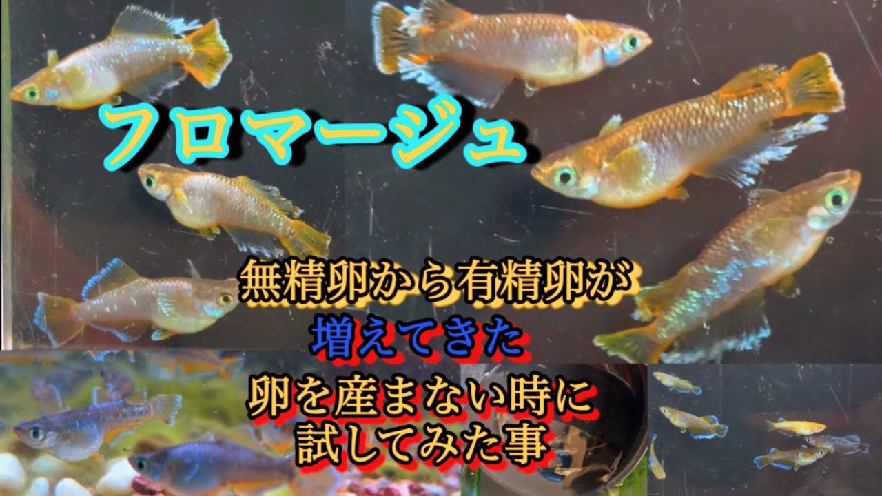【メダカ】卵産まずに苦戦してたフロマージュ‼️ようやく針子が増えてきた‼️
