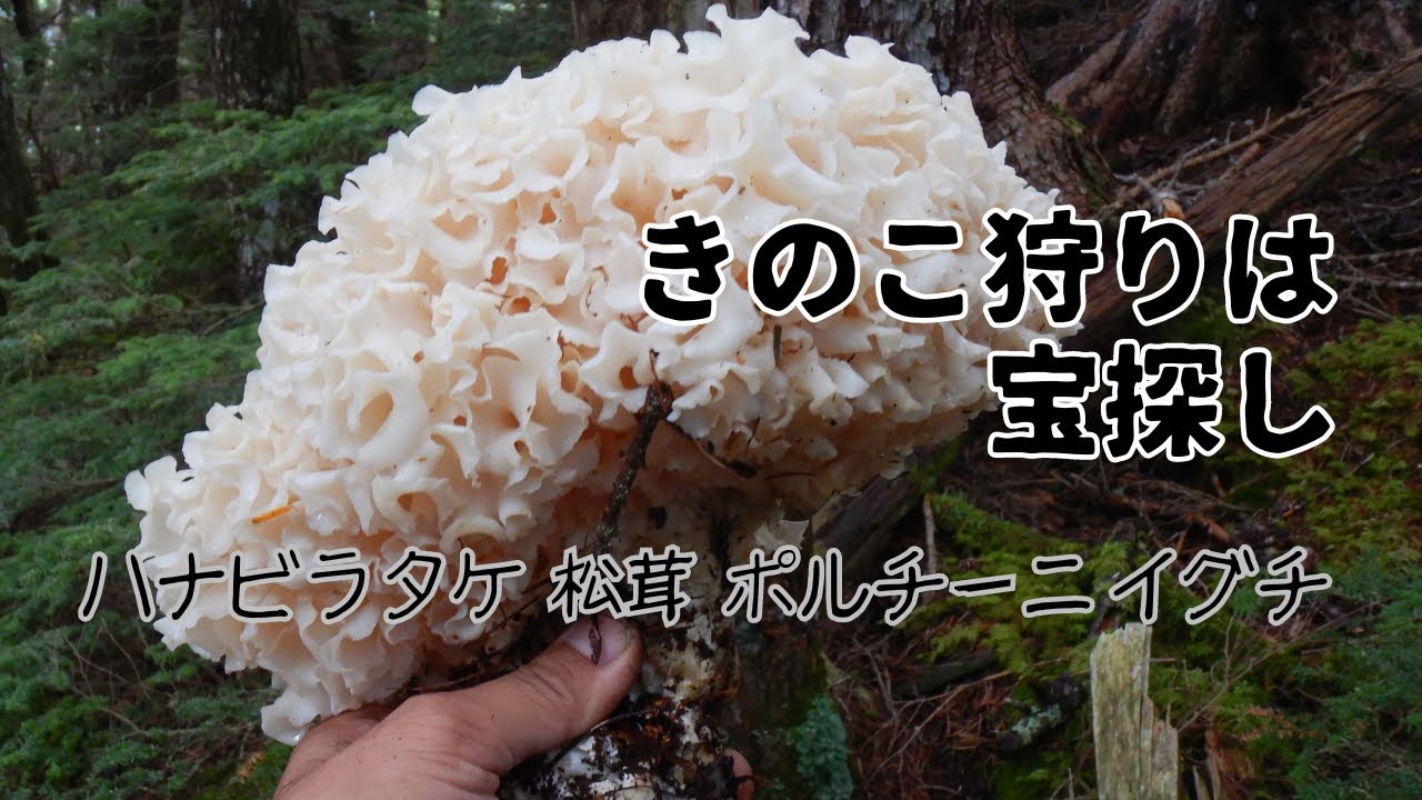 9月上旬・今年最初のキノコ狩りで松茸や香茸などのレアキノコを探す 