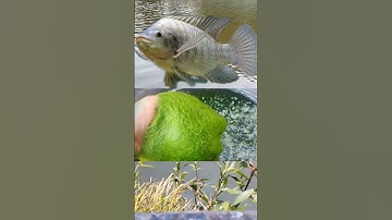 The Most Popular Tilapia Fishing Bait #shorts #fishing #fishingbait