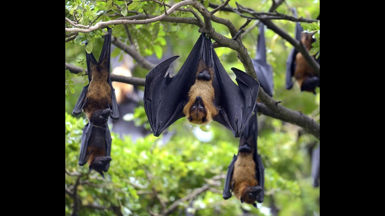 BATS CARRY SO MANY DISEASES/COVID-19 - YouTube