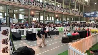 K9NinjaChallenge at the Dog Lovers Show Melbourne by Farmer Dave 580 views 4 years ago 25 minutes