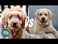 Goldendoodle Vs Labrador Retriever | Which is More Intelligent?