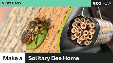 How to make a solitary bee home